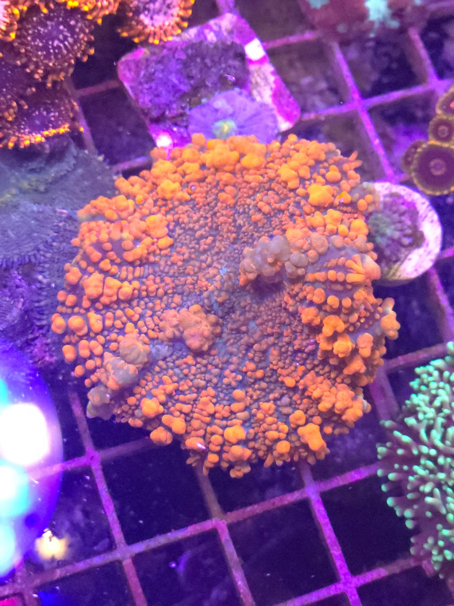 Orange Bounce Mushroom