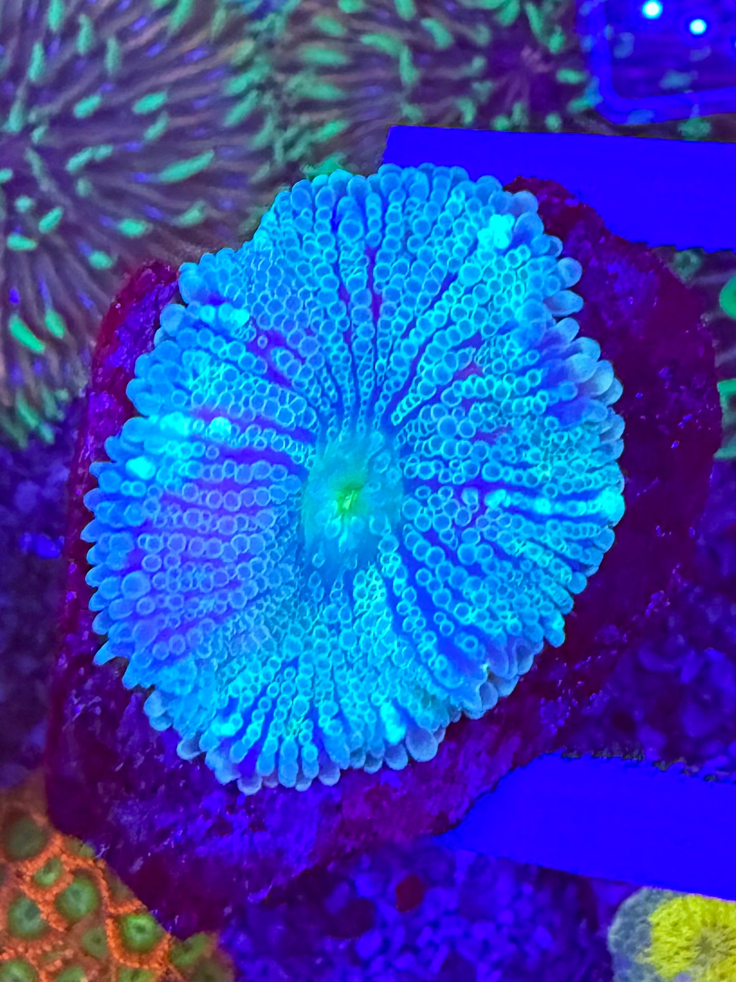 Blue Dream Ricordea Yuma WYSIWYG