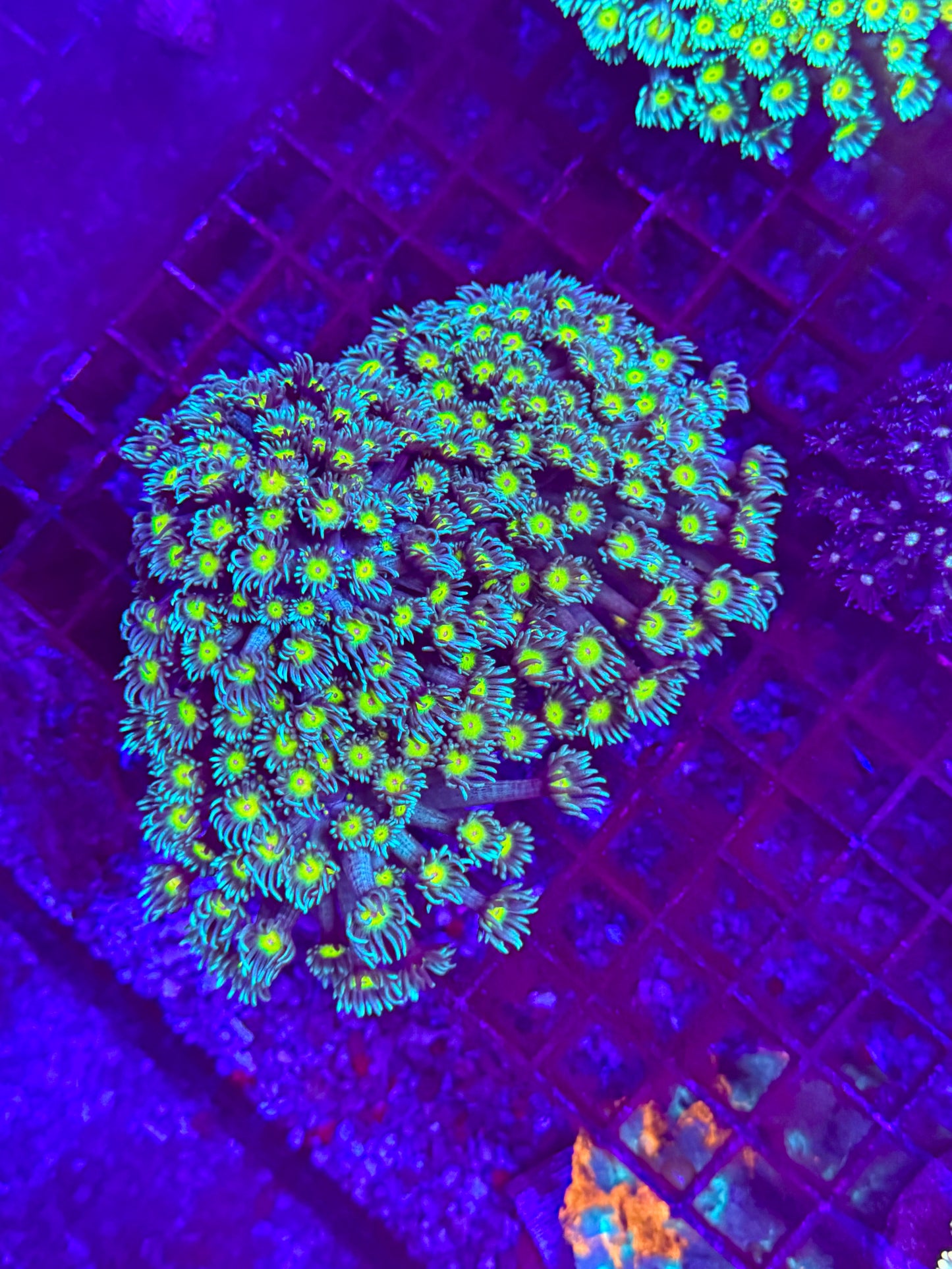 Branching Indo Blue Daisy Goniopora / Goni WYSIWYG