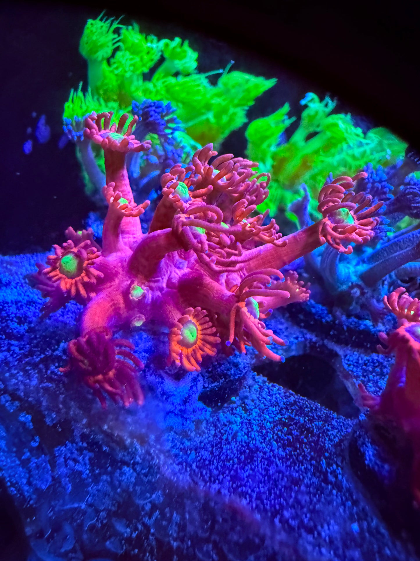 LRO Candy Apple Goni WYSIWYG