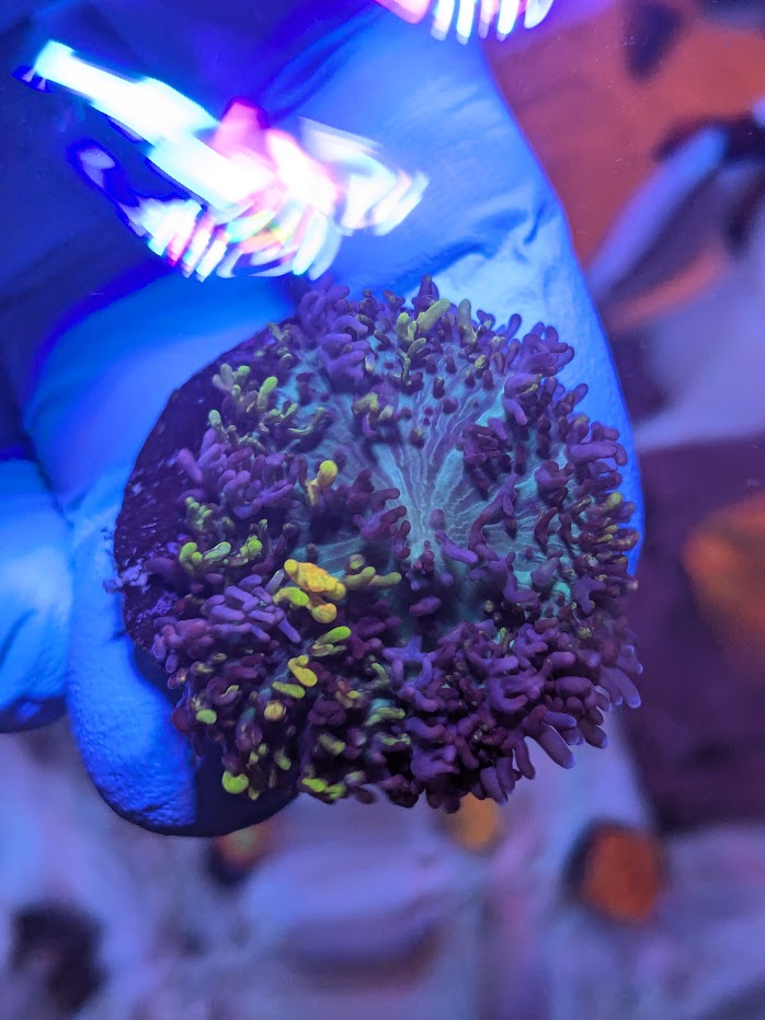 Magic Carpet Mushroom