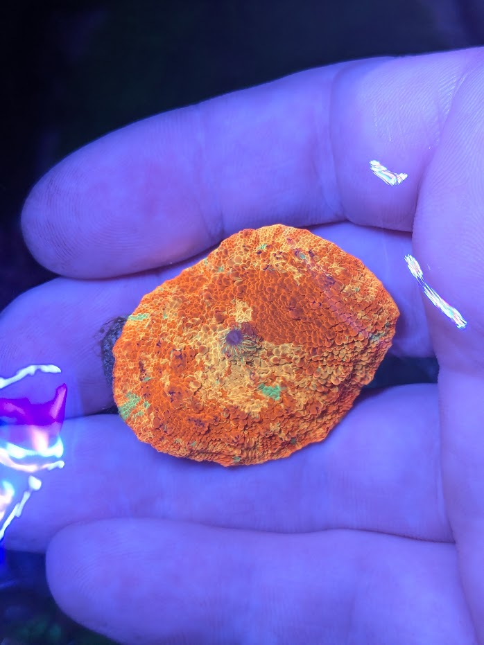 Purple Monster Mushroom