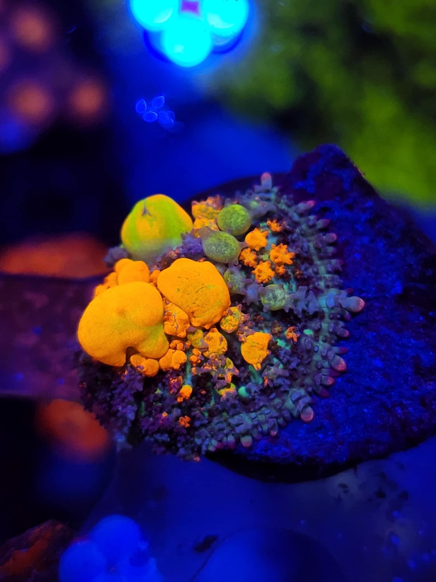 WWC OG Bounce Mushroom