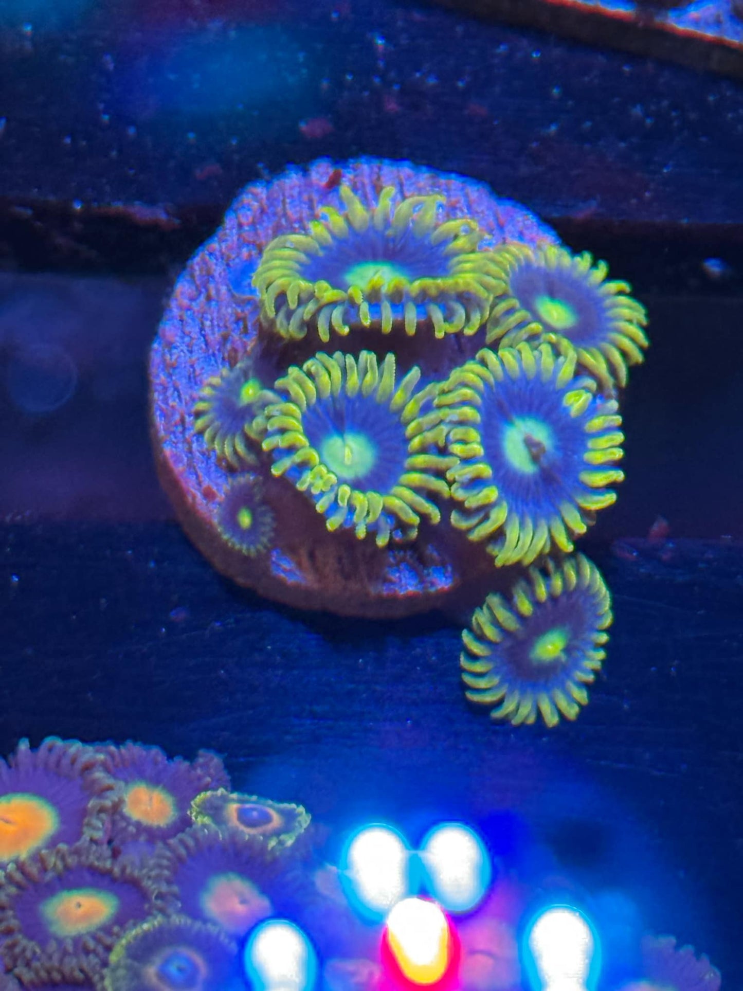 Blue/Yellow Zoanthid