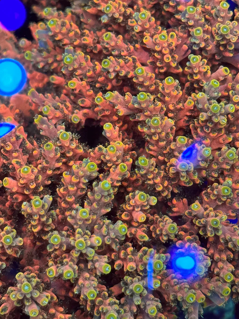 SPS