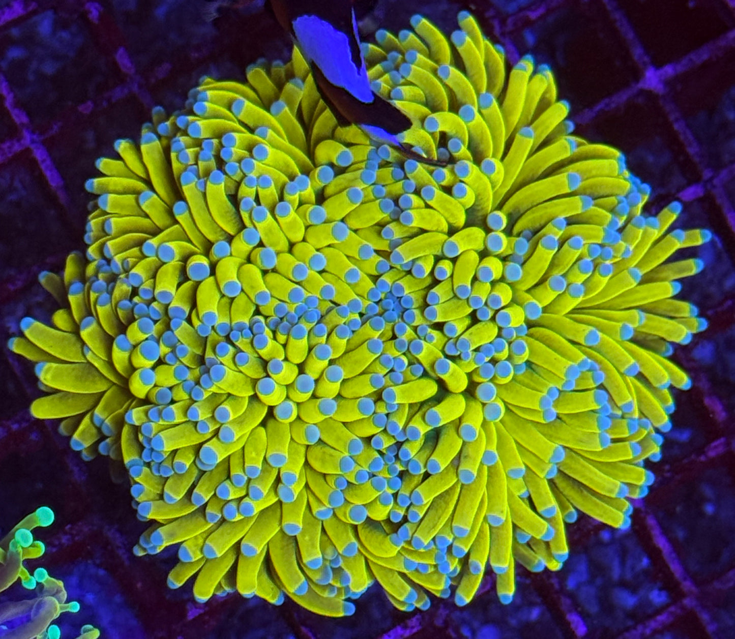 Malaysian Banana Colony 4-5h WYSIWYG