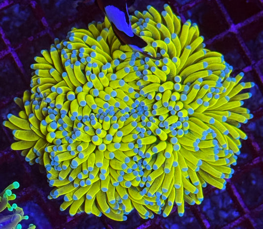 Malaysian Banana Colony 4-5h WYSIWYG