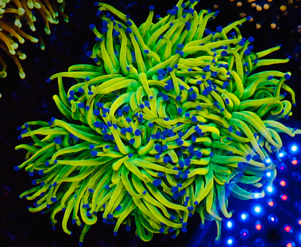 BK Chem Grinch Holy Grail - 4 Head Split WYSIWYG