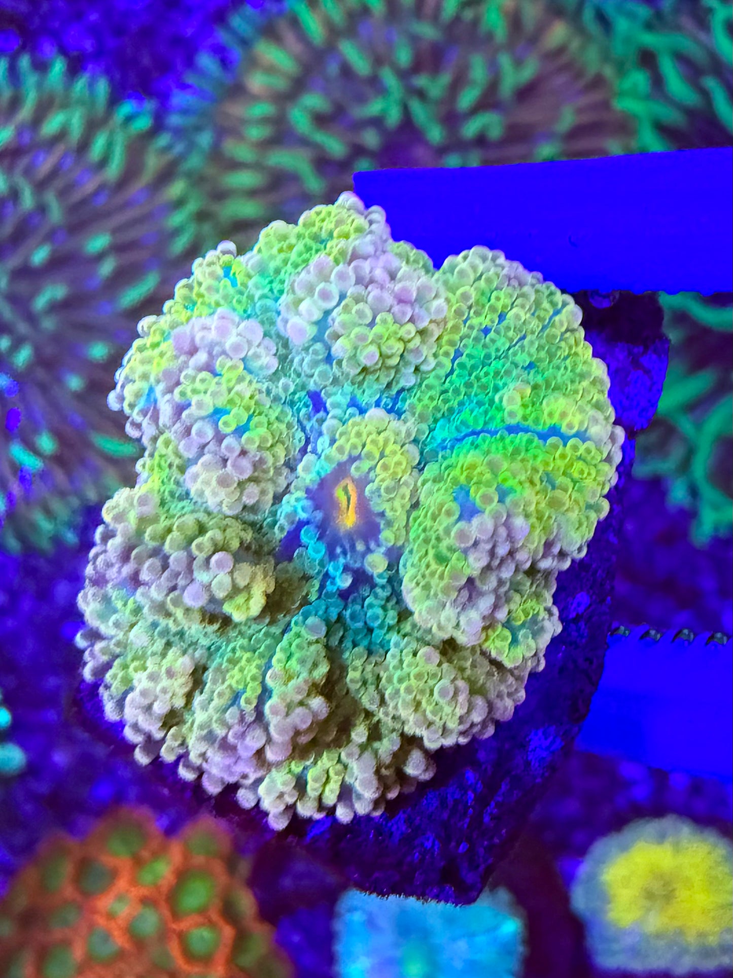 IRC Walt Disney Yuma WYSIWYG