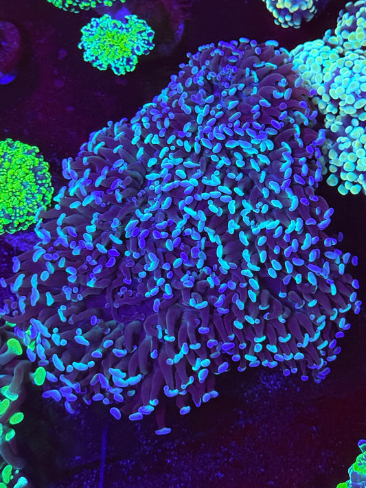 Ultra Hammer Wall Colony 6” WYSIWYG