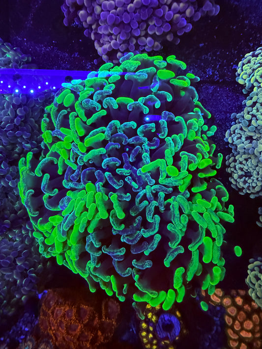 Ultra Neon Splatter Hammer Wall Colony WYSIWYG