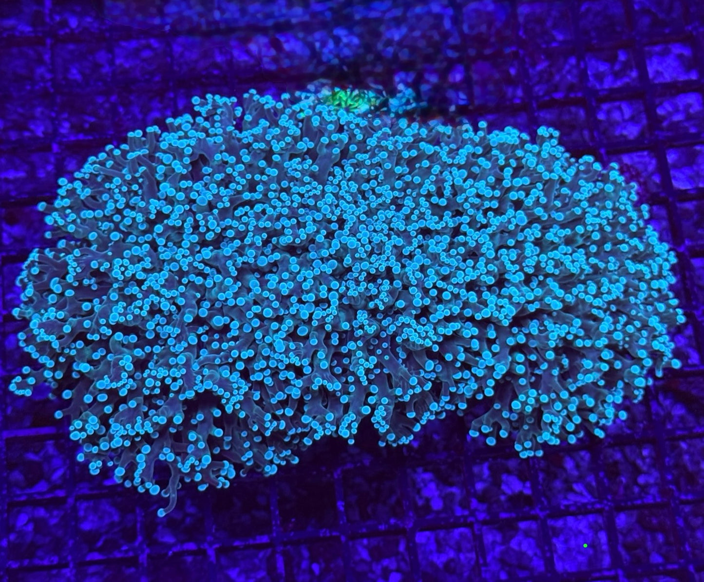Teal Frogspawn Wall Colony 5" WYSIWYG